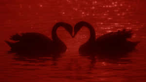 Grunge Lovecore Swan Silhouette Wallpaper