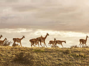 Guanaco Herd Silhouettesat Dusk Wallpaper