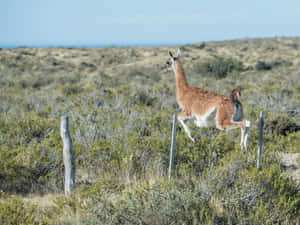 Guanaco Jumping Over Fence Patagonia Wallpaper