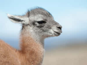 Guanaco Portraitin Natural Habitat.jpg Wallpaper