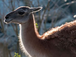 Guanaco Portraitin Sunlight Wallpaper