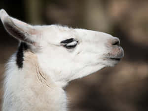 Guanaco Profile Portrait Wallpaper