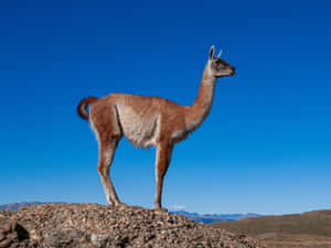 Guanaco Standingon Mountain Ridge Wallpaper