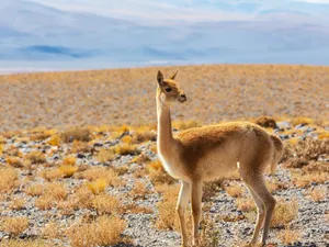 Guanacoin Andean Landscape.jpg Wallpaper