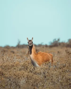 Guanacoin Natural Habitat Wallpaper