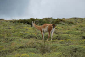 Guanacoin Natural Habitat Wallpaper