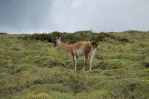 Guanacoin Natural Habitat Wallpaper