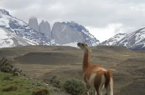 Guanacoin Patagonian Landscape Wallpaper