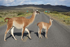 Guanacos Crossing Road Patagonia Wallpaper