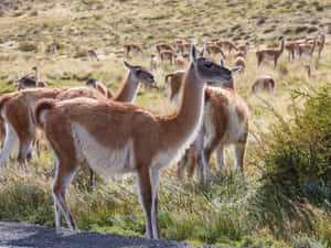 Guanacos Grazingin Wild Field Wallpaper