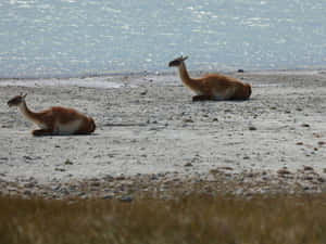 Guanacos Restingby Waterfront Wallpaper