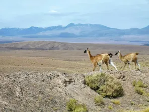 Guanacos Walking Across Andean Plains Wallpaper