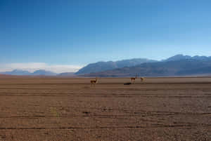 Guanacosin Andean Plains Wallpaper