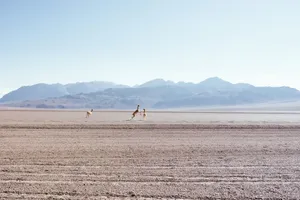 Guanacosin Desert Landscape Wallpaper