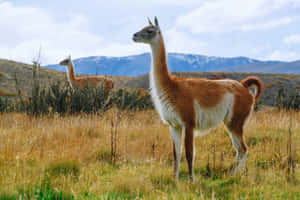 Guanacosin Patagonian Steppe Wallpaper