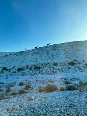 Guanacosin Snowy Hillside Wallpaper