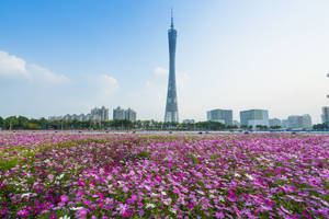 Guangzhou Haixinsha Park Wallpaper