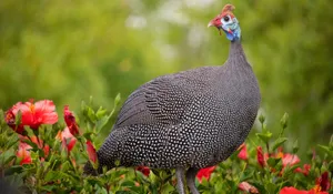 Guinea Fowl Among Flowers.jpg Wallpaper