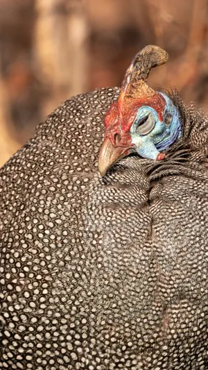 Guinea Fowl Close Up Wallpaper