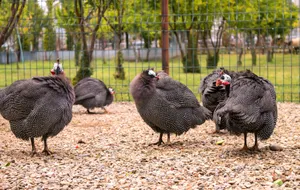 Guinea Fowl Gathering.jpg Wallpaper