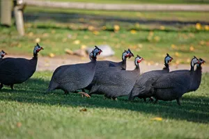 Guinea Fowl Gathering.jpg Wallpaper
