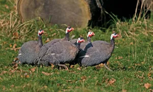 Guinea Fowl Gathering.jpg Wallpaper