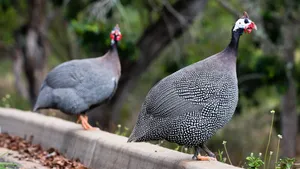 Guinea Fowl Pair Nature Scene Wallpaper