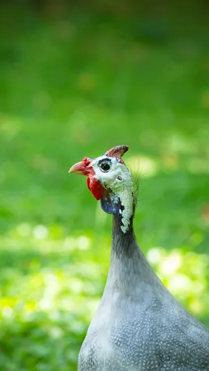 Guinea Fowl Portrait Green Background.jpg Wallpaper