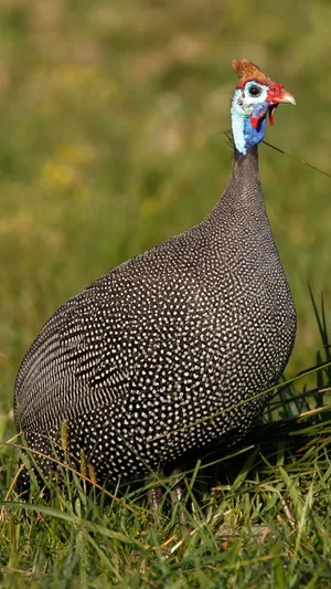 Guinea Fowlin Grass Wallpaper