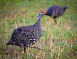 Guinea Fowlin Grassland.jpg Wallpaper