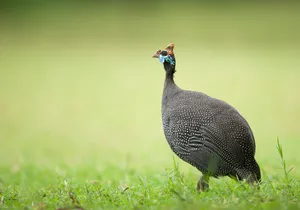 Guinea Fowlin Grassland.jpg Wallpaper