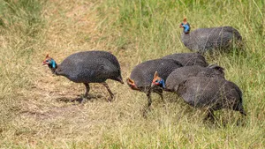 Guinea Fowlin Grassland Wallpaper