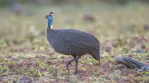 Guinea Fowlin Natural Habitat.jpg Wallpaper