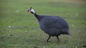 Guinea Fowlon Grass Wallpaper