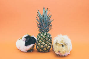 Guinea Pigs Adore Pineapples Wallpaper