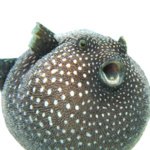 Guineafowl Pufferfish Closeup Wallpaper