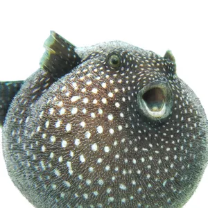 Guineafowl Pufferfish Closeup Wallpaper