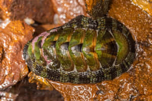 Gumboot Chiton Clingingto Rock Wallpaper