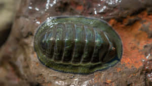 Gumboot Chiton Rocky Shore Wallpaper