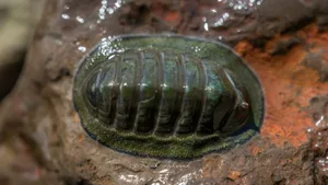 Gumboot Chiton Rocky Shore Wallpaper