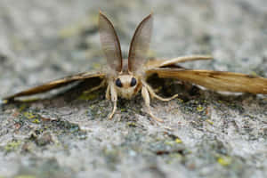 Gypsy Moth Close Up Wallpaper