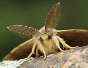 Gypsy Moth Close Up Wallpaper