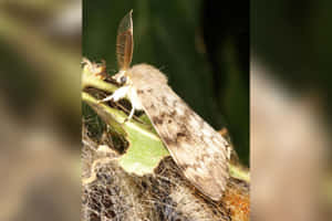 Gypsy Moth Closeup Wallpaper