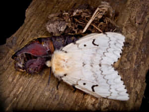 Gypsy Moth Emerging From Pupa Wallpaper