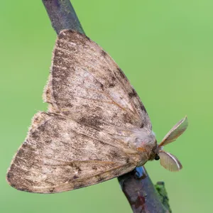 Gypsy Mothon Branch Wallpaper