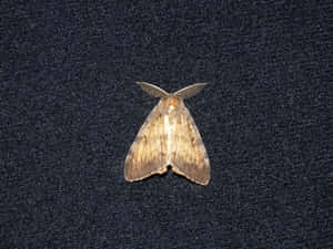 Gypsy Mothon Dark Fabric Wallpaper