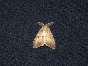 Gypsy Mothon Dark Fabric Wallpaper