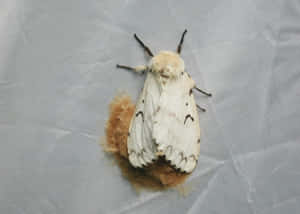 Gypsy Mothon Fabric Wallpaper