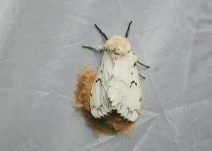 Gypsy Mothon Fabric Wallpaper