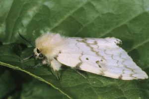 Gypsy Mothon Green Leaf Wallpaper